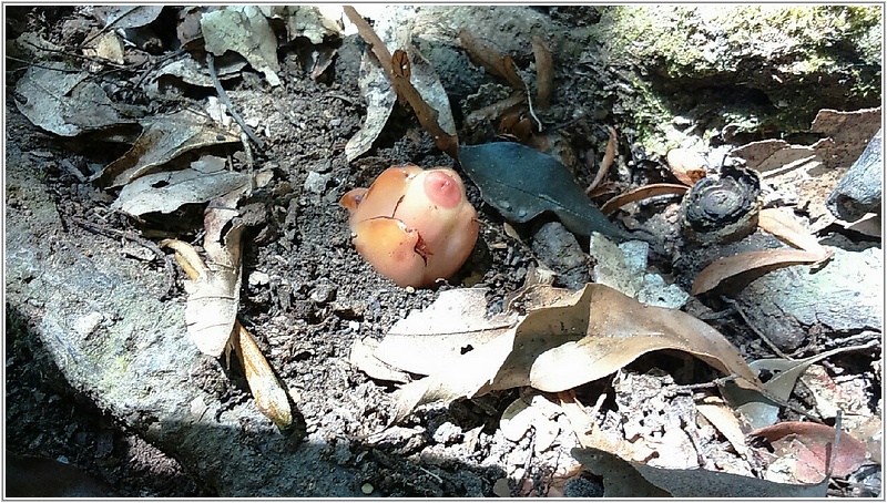 2015-02-07 12-47-10稀有植物-台灣奴草.jpg